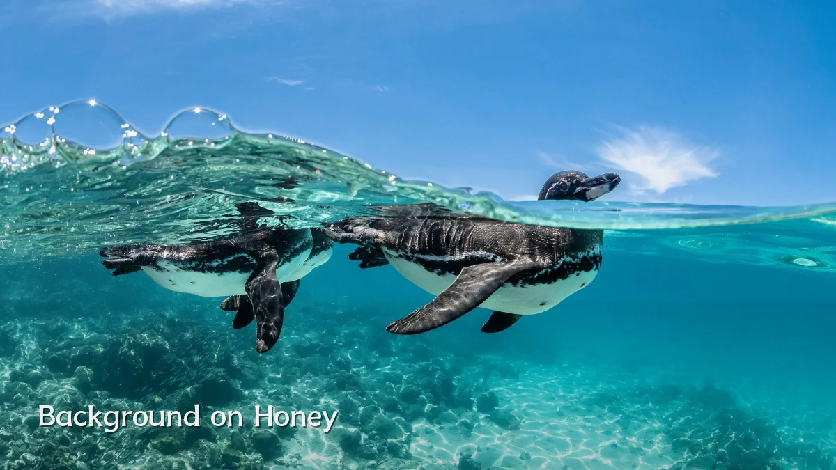 Background on Honey